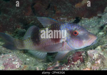 Pesce a doppia barra, pesce a doppia barra, altri animali, pesci, simile al pesce persico, Animali, Pesce piovana a doppio bar (Parufeneus bifasciatus) adulto, viola Foto Stock