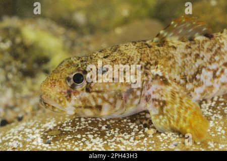 Rock Goby (Gobius paganellus) adulto, primo piano della testa, Italia Foto Stock