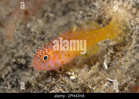 Goby di corallo, Gobie di corallo, altri animali, pesci, animali, Gobies, Redspot Dwarfgoby (Trimma halonevum) adulto, Lembeh Straits, Sulawesi, Isole Sunda Foto Stock