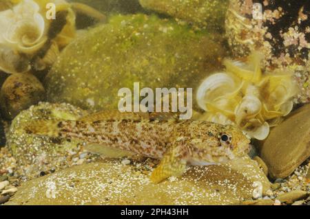 Rock Goby (Gobius paganellus) adulto, riposante sulla roccia, Italia Foto Stock