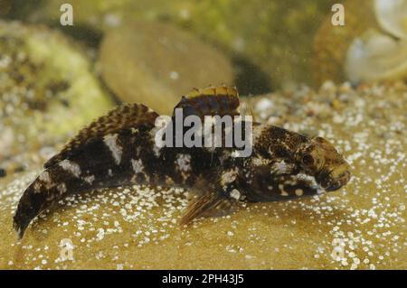 Rock Goby (Gobius paganellus) adulto, riposante sulla roccia, Italia Foto Stock