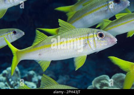 Pesci gallo yellowfin (Mulloidichthys vanicolensis) adulti, nuoto con le zalle, Isola di Nyata, Isole Barat Daya, Isole Lesser Sunda, Indonesia Foto Stock