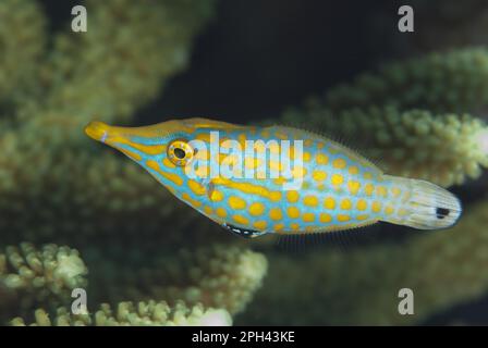 Pallet pesce, giubbotto di cuoio (Oxymonacanthus longirostris), pesce, altri animali, pesci, animali, Adulto filefish Longnose, Tanjung Nukae Foto Stock