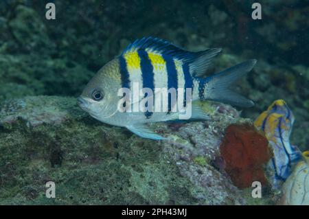 Indomani-Pacifico (Abudefduf vaigiensis) adulto maggiore, nuoto nella barriera corallina, Wayilbatan, Papua Occidentale, Nuova Guinea, Indonesia Foto Stock