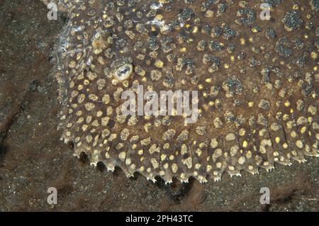 Sogliola di pavone (Pardachirus pavoninus), altri animali, pesci, pesci piatti, animali, Peacock Sole giovane, riposante su sabbia nera, Lembeh Straits, Sulawesi Foto Stock