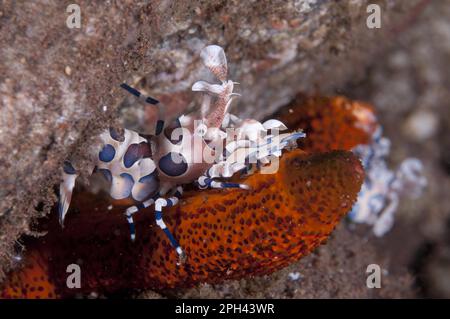 Gamberetti di arlecchino dell'est occidentale (Hymenocera elegans), altri animali, granchi, crostacei, animali, Gamberi Harlequin per adulti, nutriti con l'astar di Seraya Foto Stock