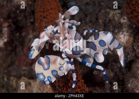 Gamberetti di arlecchino dell'est occidentale (Hymenocera elegans), altri animali, granchi, crostacei, animali, Gamberi Harlequin per adulti, nutriti con l'astar di Seraya Foto Stock