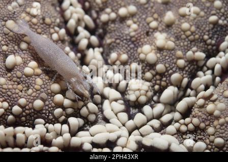 Gamberetti stellati arrotondati (Zenopontonia noverca) adulti, mimetnati sul lato inferiore della stella nido d'ape (Pentaceraster alveolatus), Lembeh Foto Stock