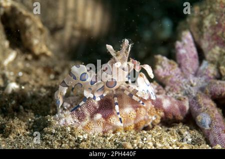 Gamberetti di arlecchino dell'est occidentale (Hymenocera elegans), altri animali, Crostacei, animali, gamberetti di arlecchino adulti, Nutrirsi di stelle marine, Ambon Foto Stock