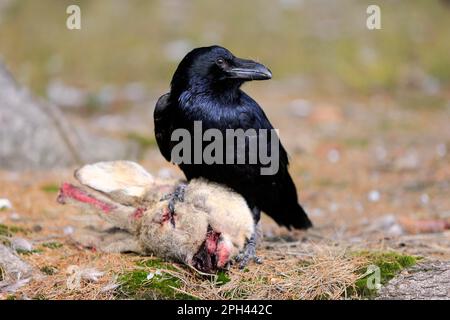 Corvo comune (Corvus corax), adulto, Zdarske Vrchy, Boemia-Moravia Highlands, Repubblica Ceca Foto Stock