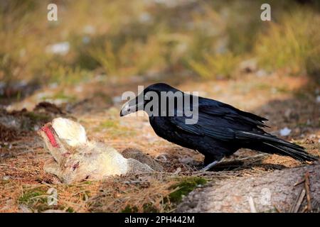 Corvo comune (Corvus corax), adulto, Zdarske Vrchy, Boemia-Moravia Highlands, Repubblica Ceca Foto Stock