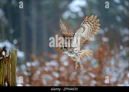 Tawny gufo (Strix aluco), adulto, Zdarske Vrchy, Bohemian-Moravian Highlands, Repubblica Ceca Foto Stock