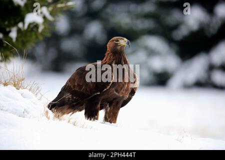 Aquila reale (Aquila chrysaetos), adulto, Zdarske Vrchy, Boemia-Moravia Highlands, Repubblica Ceca Foto Stock