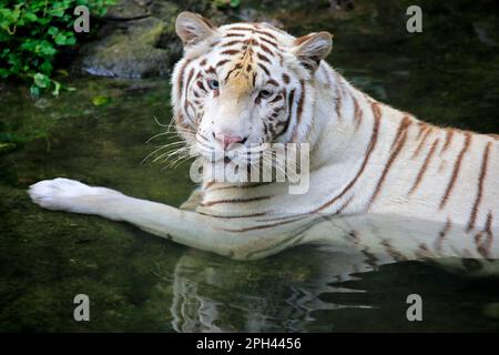 Tigre reale bengala (tigris Panthera) forma bianca, tigre bianca, tigre bengala, tigre bengala, adulto in acqua, India Foto Stock