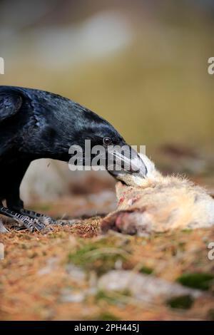 Corvo comune (Corvus corax), adulto, Zdarske Vrchy, Boemia-Moravia Highlands, Repubblica Ceca Foto Stock