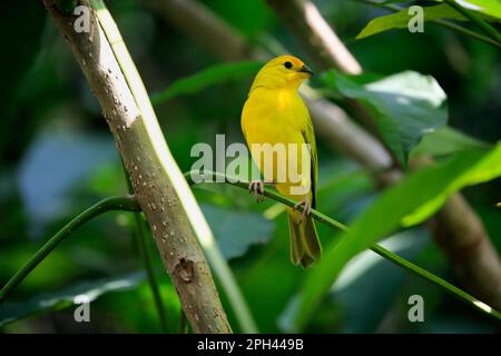 Zafferano Finch (Sicalis flaveola), femmina adulta su albero, Sud America Foto Stock