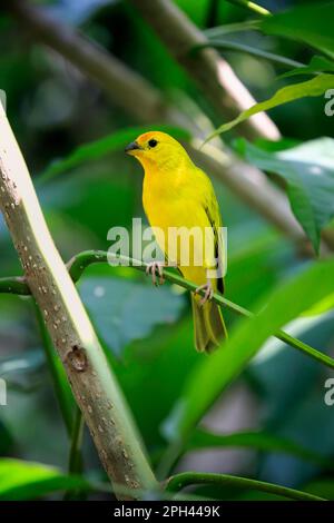 Zafferano Finch (Sicalis flaveola), femmina adulta su albero, Sud America Foto Stock