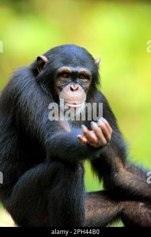 Scimpanzé (Trogloditi Pan), ritratto mendicante subadulto, trogloditi Africa) Foto Stock