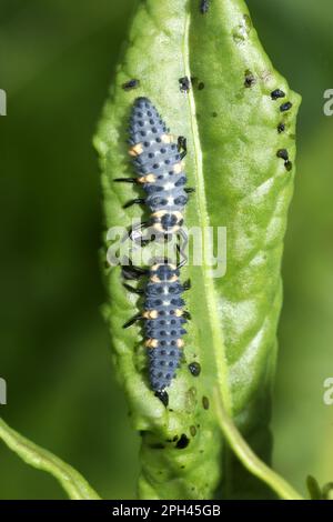 Sette-spot coccinella Foto Stock