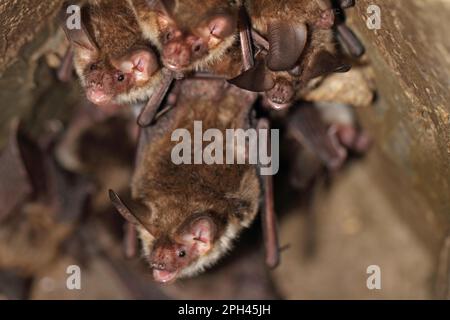 Il pipistrello di Bechstein Foto Stock