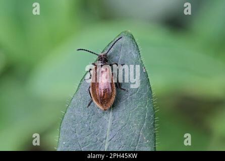 Darkling beetle (Lagria hirta) Foto Stock