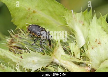 Pinzetta allungata Foto Stock