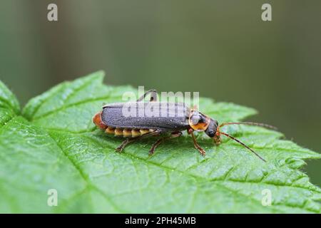 Scarabeo grigio giallo a guscio morbido, Cantharis nigricans Foto Stock