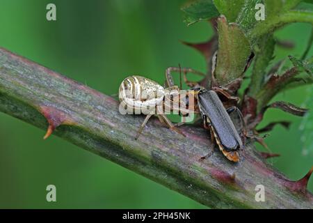 Ragno di granchio con coleottero catturato di corpo morbido, i nigricani di Cantharis Foto Stock