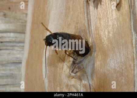 Legno europeo wasp Foto Stock