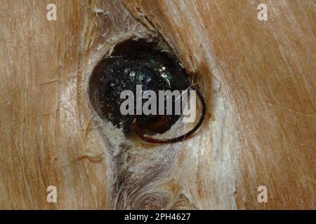 Legno europeo wasp Foto Stock