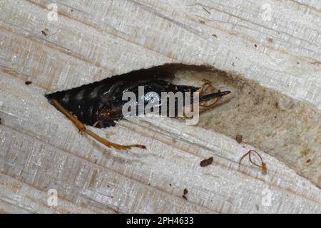 Legno europeo wasp Foto Stock