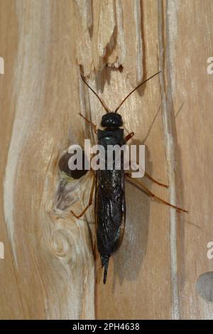 Legno europeo wasp Foto Stock