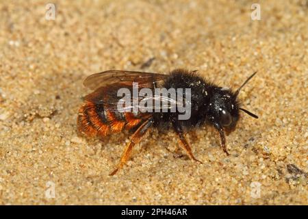 Bicolore d'ape muratore, Osmia bicolore Foto Stock