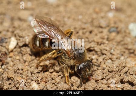 Ape di sabbia comune Foto Stock