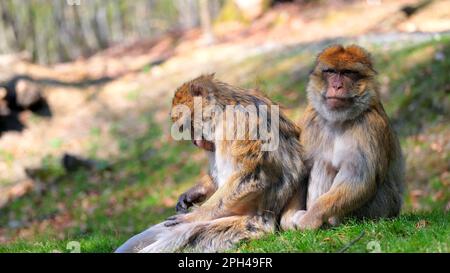 Due macachi barbarici seduti su una collina uno dietro l'altro, uno con testa giù, l'altro guardando la macchina fotografica Foto Stock