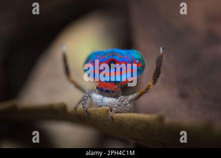 Maschio Peacock Spider, Maratus gemmifer in piena esposizione Foto Stock