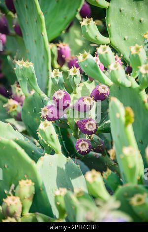 Cactus di pera di Prickly o opuntia di fico indiano con frutti rossi di viola. Foto Stock