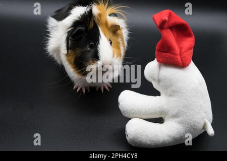 Un porcellino d'India su uno sfondo scuro siede accanto a un orsetto di peluche in un cappello rosso Foto Stock