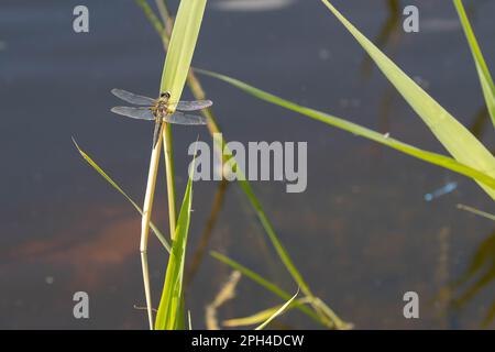 dragonfly siede su un ramo di canne vicino ad uno stagno Foto Stock