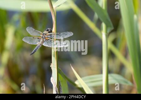 dragonfly siede su un ramo di canne da vicino Foto Stock