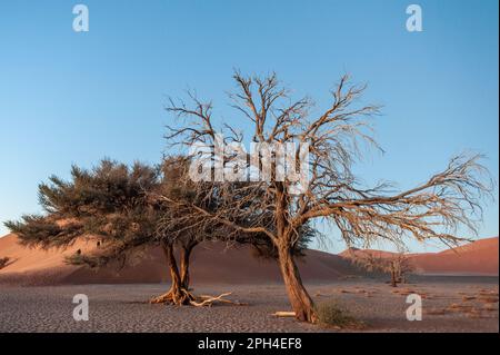 Alberi nella luce del mattino, appena prima del sorgere del sole, vicino a Dune 45, Namibia. Foto Stock