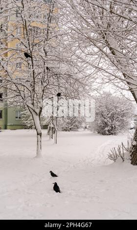 Corvi in città su rami di alberi innevati. Foto Stock