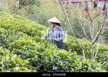 Un lavoratore locale della piantagione che raccoglie il tè parte alla piantagione di tè di Ban Rak Thai, provincia di Mae Hong Son in Thailandia Foto Stock