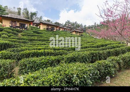 Giardini panoramici e sereni del tè verde sulle colline del villaggio tailandese di Ban Rak, situato nella provincia di Mae Hong Son nel nord della Thailandia Foto Stock