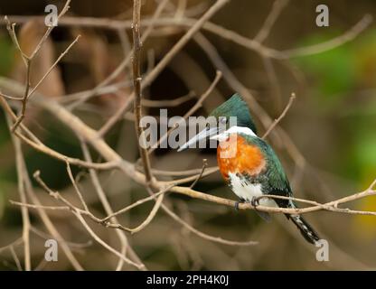 Primo piano di un Martin pescatore verde arroccato su un ramo di albero, Pantanal, Brasile. Foto Stock