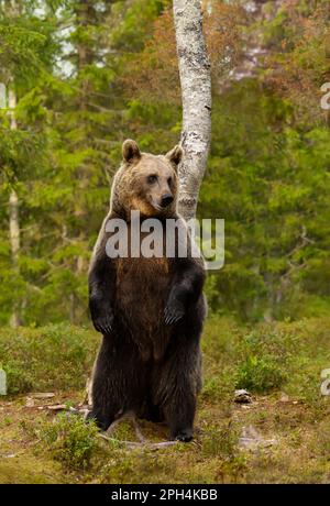 Primo piano di un orso bruno eurasiatico in piedi sulle zampe posteriori nella foresta finlandese. Foto Stock