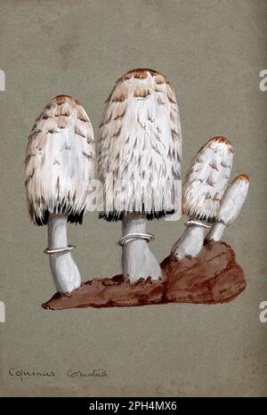 Coprinus Comatus, comunemente conosciuto come il cappuccio di inchiostro di Shaggy, la parrucca dell'avvocato, o la criniera di Shaggy, acquerello vintage dal 1800s Foto Stock