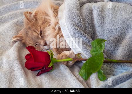 Un soffice gatto beige dorme sotto una coperta grigia, e una rosa rossa si trova nelle vicinanze. Un gatto con gli occhi coperti. Messa a fuoco selettiva Foto Stock