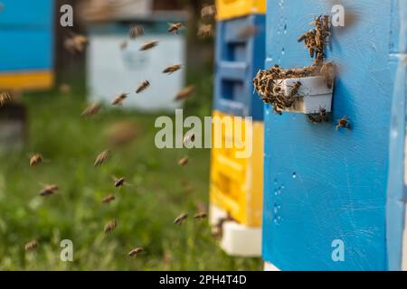 incredibile raffigurazione della vita delle api in un apiario, mostrando il loro lavoro e la loro dedizione per produrre miele in un alveare di legno Foto Stock