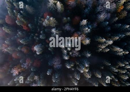 Vista aerea degli alberi coperti di brina al mattino. Misty autunno foresta. Fotografia con droni Foto Stock